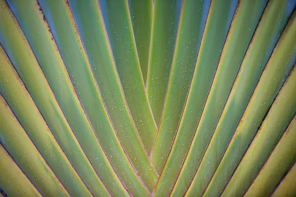 Texture des feuilles tropicales, grand feuillage de palmier nature fond vert — Photo