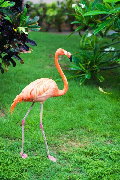 Il fenicottero rosa dei Caraibi va in acqua. Fenicottero rosa va su una palude — Foto Stock