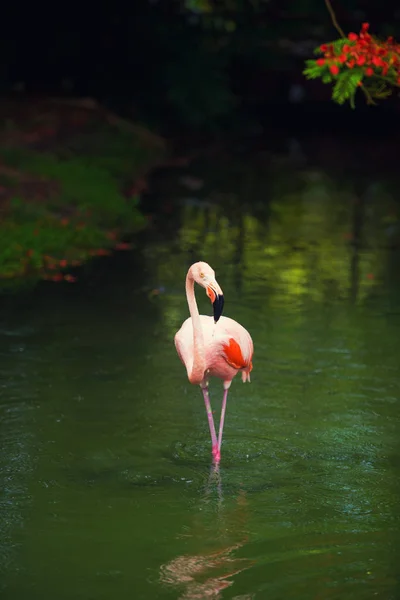 De roze Caribische flamingo gaat over water. Roze flamingo gaat op een moeras — Stockfoto