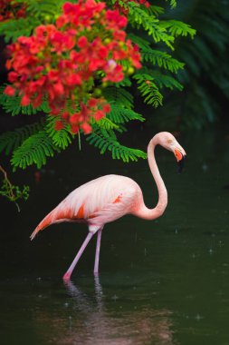 Pembe Karayip flamingo üzerinde su geçiyor. Pembe flamingo bir bataklık üzerinde gider
