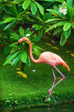 Pembe Karayip flamingo üzerinde su geçiyor. Pembe flamingo bir bataklık üzerinde gider