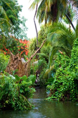 Tropik yağmur. Güzel çalılıkları ve bir nehir.