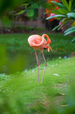 Pembe Karayip flamingo üzerinde su geçiyor. Pembe flamingo bir bataklık üzerinde gider