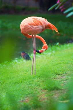 Pembe Karayip flamingo üzerinde su geçiyor. Pembe flamingo bir bataklık üzerinde gider