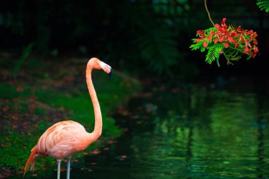 Pembe Karayip flamingo üzerinde su geçiyor. Pembe flamingo bir bataklık üzerinde gider