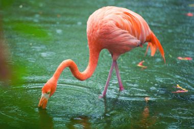 Pembe Karayip flamingo üzerinde su geçiyor. Pembe flamingo bir bataklık üzerinde gider