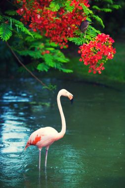 Pembe Karayip flamingo üzerinde su geçiyor. Pembe flamingo bir bataklık üzerinde gider