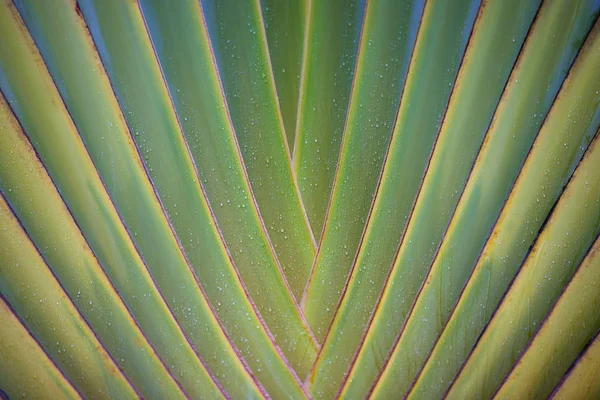Texture des feuilles tropicales, grand feuillage de palmier nature fond vert — Photo