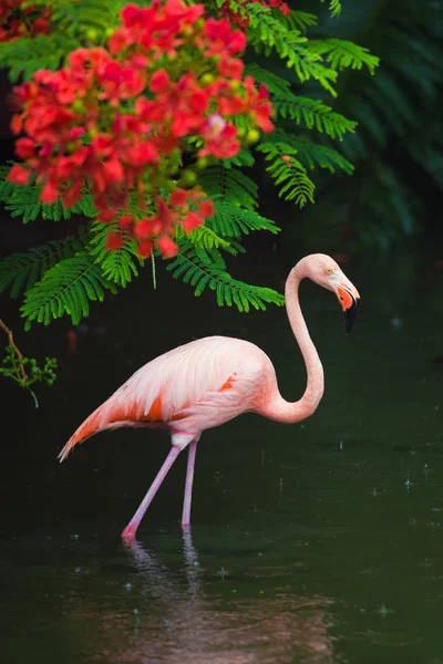 De roze Caribische flamingo gaat over water. Roze flamingo gaat op een moeras — Stockfoto