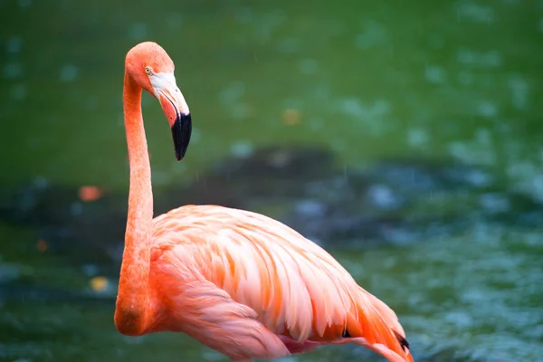 De roze Caribische flamingo gaat over water. Roze flamingo gaat op een moeras — Stockfoto