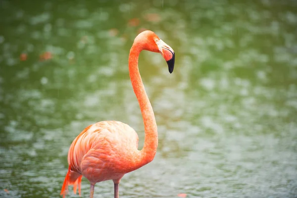 El flamenco rosado del Caribe va en el agua. El flamenco rosado va a un pantano — Foto de Stock