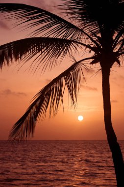 Gün batımı tropikal Beach Palm ağaçlar siluet. Turuncu günbatımı.