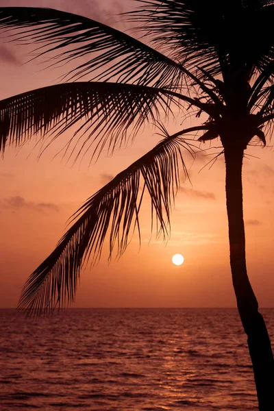 Silhouette de palmiers au coucher du soleil plage tropicale. Coucher de soleil orange . — Photo