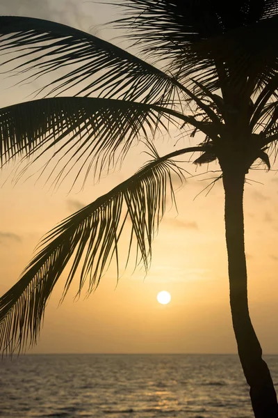 サンセットの熱帯ビーチでヤシの木シルエット。オレンジの夕日. — ストック写真