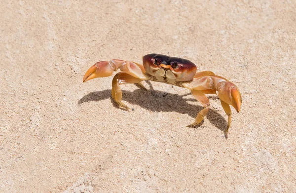 Big red crab on the sand. Caribbean crab. Macro.