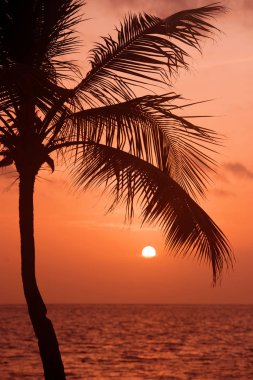 Gün batımı tropikal Beach Palm ağaçlar siluet. Turuncu günbatımı.