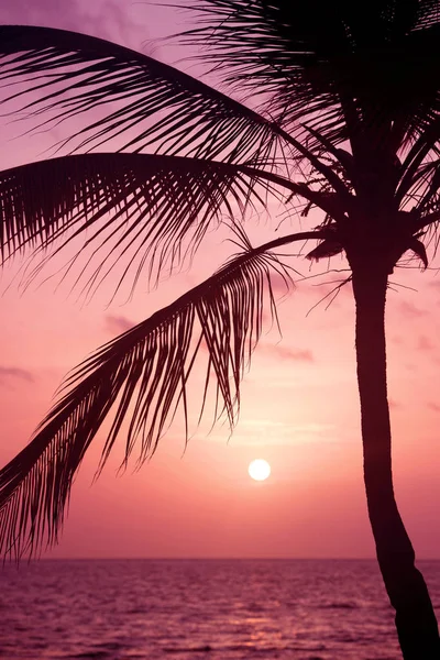 Silhouette de palmiers au coucher du soleil plage tropicale. Coucher de soleil orange . — Photo