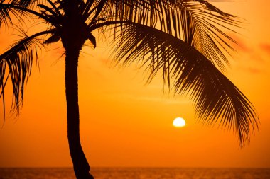 Gün batımı tropikal Beach Palm ağaçlar siluet. Turuncu günbatımı.