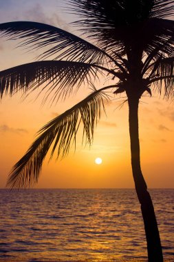 Gün batımı tropikal Beach Palm ağaçlar siluet. Turuncu günbatımı.