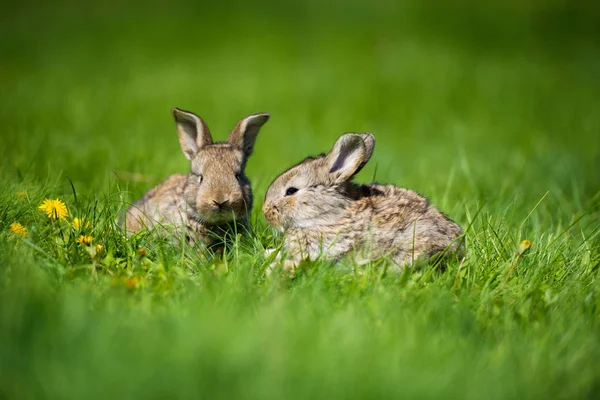 Lindo conejo con diente de león de flores sentado en la hierba. Hábitat de naturaleza animal, vida en el prado. Conejo europeo o conejo común . — Foto de Stock