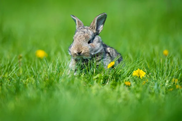 Mignon lapin avec des fleurs de pissenlit assis dans l'herbe. Habitat naturel animal, vie en prairie. Lapin européen ou lapin commun . — Photo