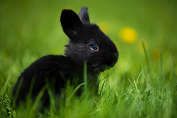 Lindo conejo con diente de león de flores sentado en la hierba. Hábitat de naturaleza animal, vida en el prado. Conejo europeo o conejo común . —  Fotos de Stock