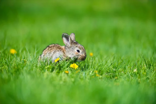 Lindo conejo con diente de león de flores sentado en la hierba. Hábitat de naturaleza animal, vida en el prado. Conejo europeo o conejo común . —  Fotos de Stock