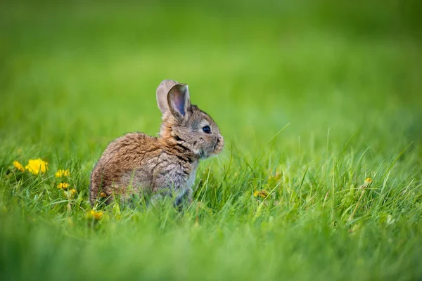 Schattig konijn met paardebloem bloem zittend in het gras. Dierlijke natuur habitat, leven in de weide. Konijn of gemeenschappelijke konijn. — Stockfoto