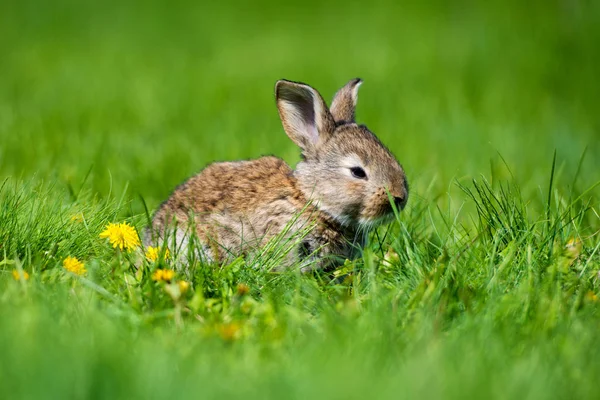 Niedliches Kaninchen mit Löwenzahn im Gras sitzend. Lebensraum für Tiere, Leben auf der Wiese. Europäisches Kaninchen oder gemeines Kaninchen. — Stockfoto