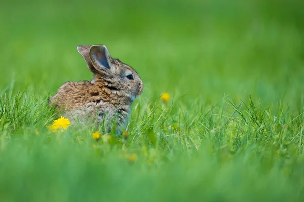 Lindo conejo con diente de león de flores sentado en la hierba. Hábitat de naturaleza animal, vida en el prado. Conejo europeo o conejo común . — Foto de Stock