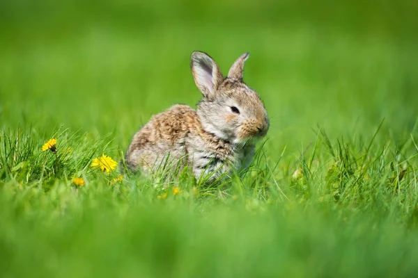 Schattig konijn met paardebloem bloem zittend in het gras. Dierlijke natuur habitat, leven in de weide. Konijn of gemeenschappelijke konijn. — Stockfoto