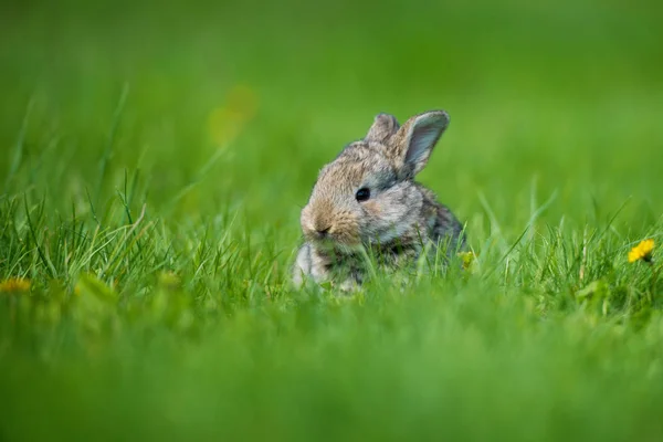 Ładny królik z kwiat mniszek siedzi w trawie. Zwierzęta Natura siedlisk, życie na łące. Królik europejski lub wspólne królik. — Zdjęcie stockowe