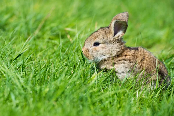 Cute rabbit with flower dandelion sitting in grass. Animal nature habitat, life in meadow. European rabbit or common rabbit.