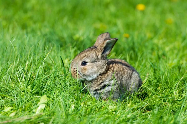 Cute rabbit with flower dandelion sitting in grass. Animal nature habitat, life in meadow. European rabbit or common rabbit.