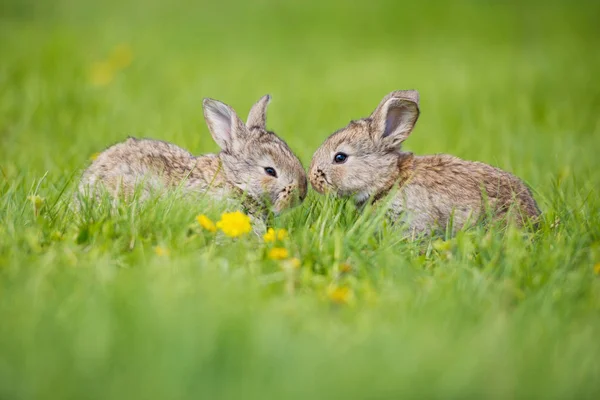 Söt två lite hare sitter i gräset. Pittoreska livsmiljö, livet i ängen. — Stockfoto