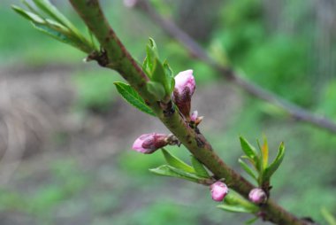 Bahar genç şeftali tomurcukları, çiçek açan çiçekler başlangıcı