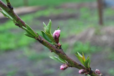 Bahar genç şeftali tomurcukları, çiçek açan çiçekler başlangıcı