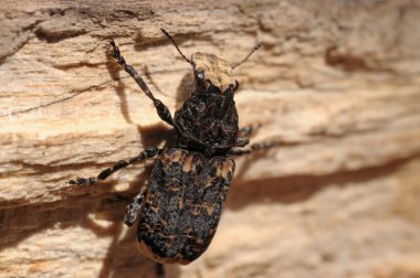 böceği Platyrhinus resinosus