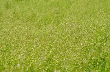 tahıllar ile yeşil alan