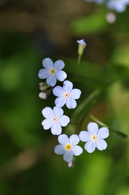 çiçek Miosotis unutma