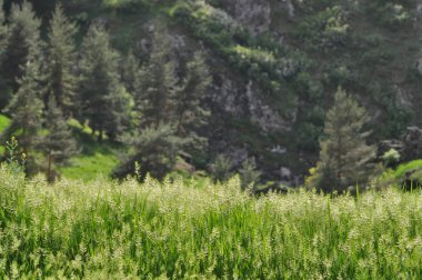 Dağlarda Islak çimen