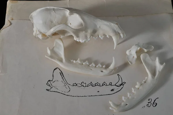 Schedel van een vos. Anatomie — Stockfoto