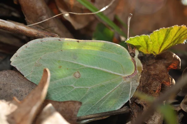 Brimstone butterfly hid among the leaves in spring — Stock Photo, Image