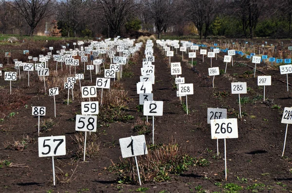 Chapas numéricas no campo — Fotografia de Stock