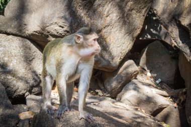 Hindistan'da yaşayan maymunlar