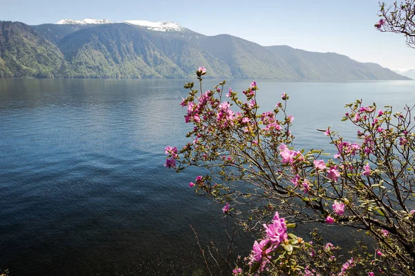 Altai Teletskoye lake — Stockfoto