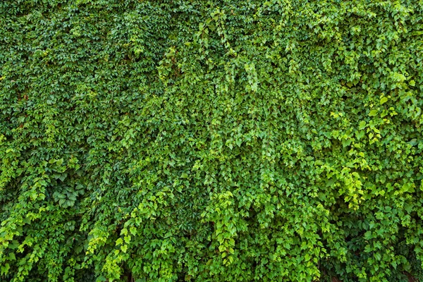 Yeşil duvar, duvar hasır üzüm