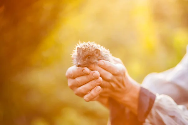 a hedgehog in the hands of a mans fear, grandfather holds in his hands a little hedgehog on a green background, a hedgehog in a sunny forest