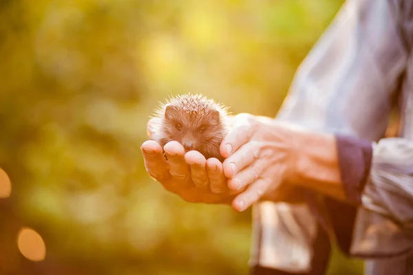 a hedgehog in the hands of a mans fear, grandfather holds in his hands a little hedgehog on a green background, a hedgehog in a sunny forest