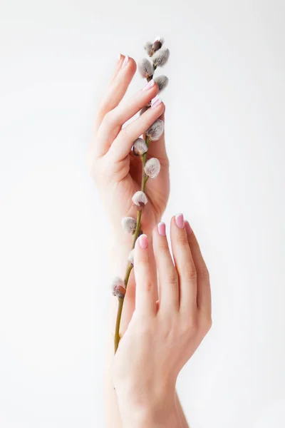 Girl Hands Pink Manicure Hold Willow Spring Twig White Background — Stock Photo, Image